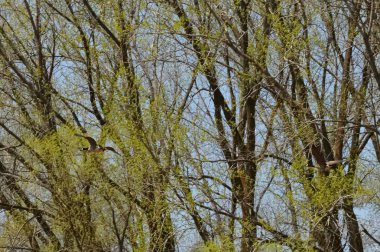 Sulak alan içinde uçan kaz çifti