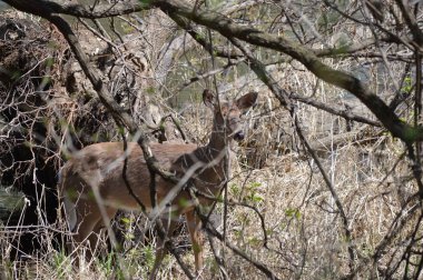 Ormanda beyaz kuyruk geyik