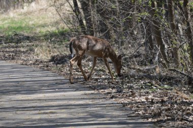 Ormanda beyaz kuyruk geyik