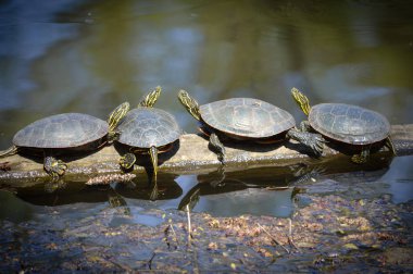 Kaplumbağalar bahar gölet