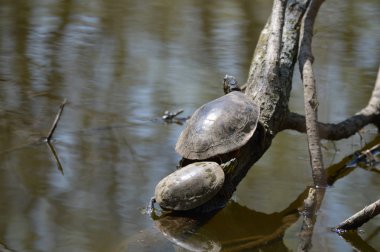 Kaplumbağalar bahar gölet