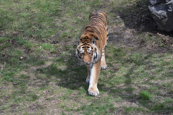 Tigre Caminando Sobre Hierba —  Fotos de Stock