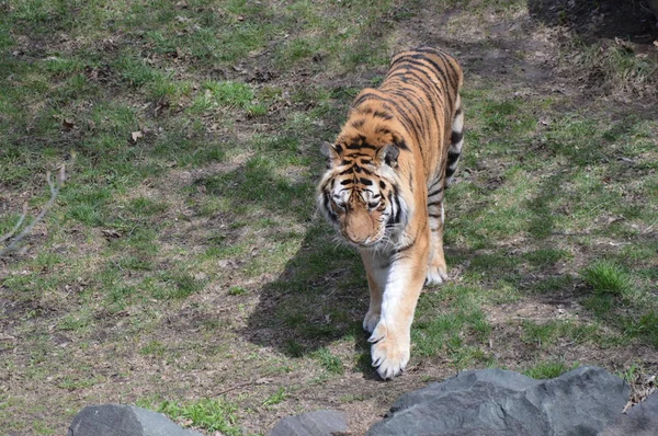 Тигр Шагает Траве — стоковое фото