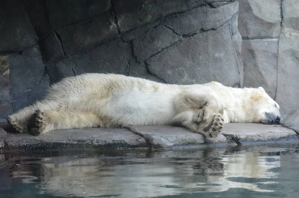 Niedźwiedź Polarny Skale — Zdjęcie stockowe