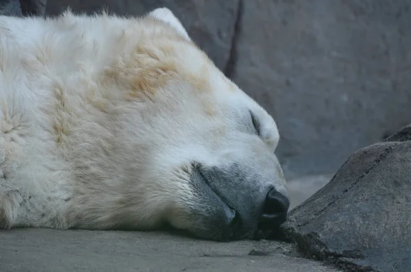 Niedźwiedź Polarny Skale — Zdjęcie stockowe