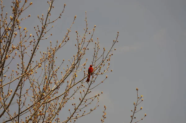 Roter Vogel Sitzt Auf Einem Ast — Stockfoto