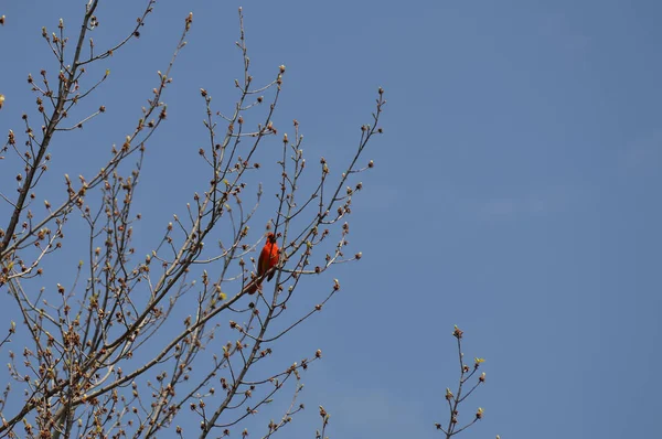 红鸟栖息在树枝上 — 图库照片