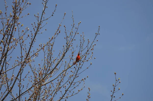 Red Bird Perched Tree Branch — Stock Photo, Image