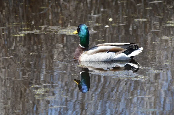 Mallard Duck Water — Stock Photo, Image