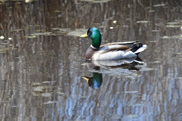 Mallard Duck Water — Stock Photo, Image