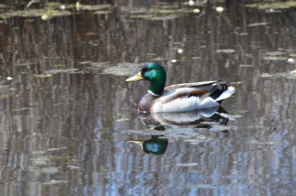 Mallard Duck Water — Stock Photo, Image