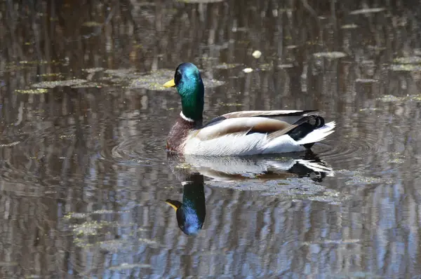 Mallard Duck Water — Stock Photo, Image