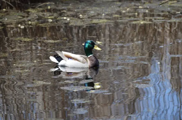 Mallard Duck Water — Stock Photo, Image