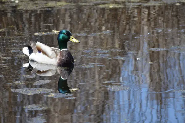 Canard Colvert Sur Eau — Photo