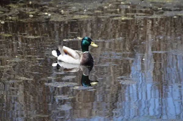 Pato Reais Água — Fotografia de Stock