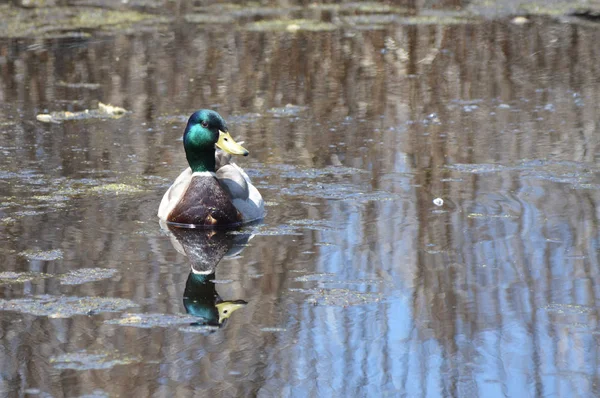 Canard Colvert Sur Eau — Photo