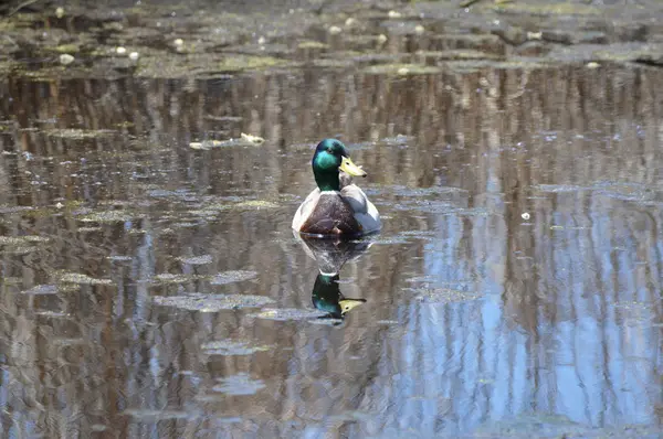 Pato Reais Água — Fotografia de Stock