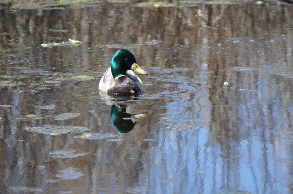 Stockente Auf Dem Wasser — Stockfoto