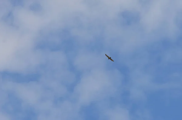 Vogel Met Het Vliegen Tegen Wolken — Stockfoto