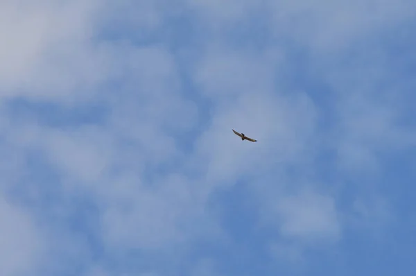 Птах Літає Проти Хмар — стокове фото
