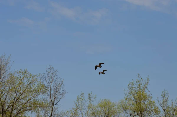 Pair Geese Flying Wetland — Stock Photo, Image