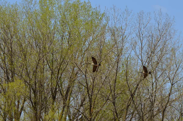 Gänsepaar Fliegt Feuchtgebiet — Stockfoto