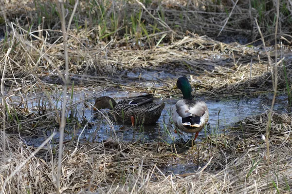 湿地野鸭 — 图库照片