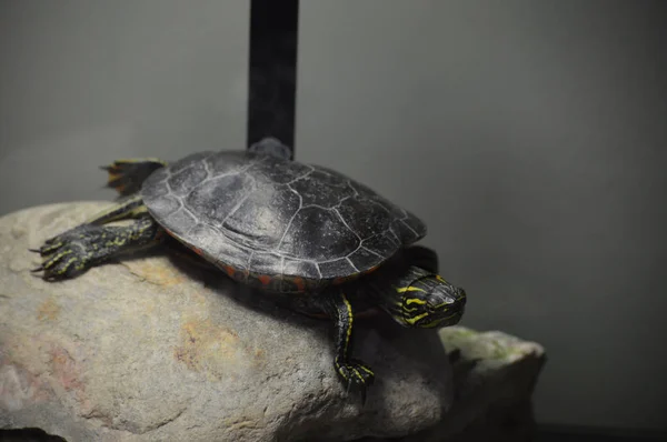 Окрашенная Черепаха Скале — стоковое фото