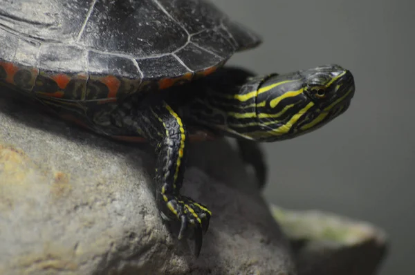 Painted Turtle Rock — Stock Photo, Image