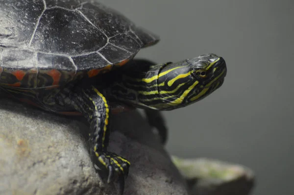 Żółw Malowany Skale — Zdjęcie stockowe
