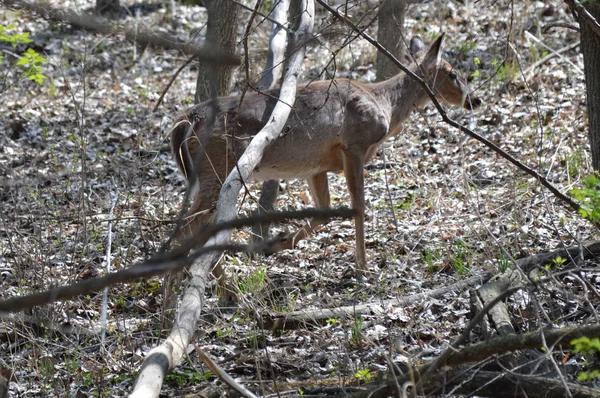 树林里的白尾鹿 — 图库照片
