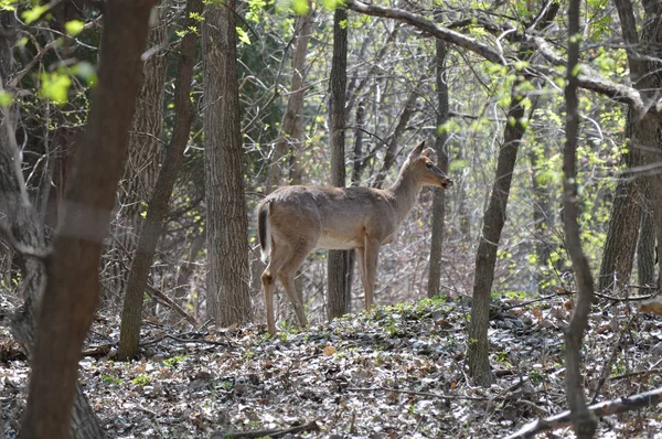 森の中の白い尾鹿 — ストック写真