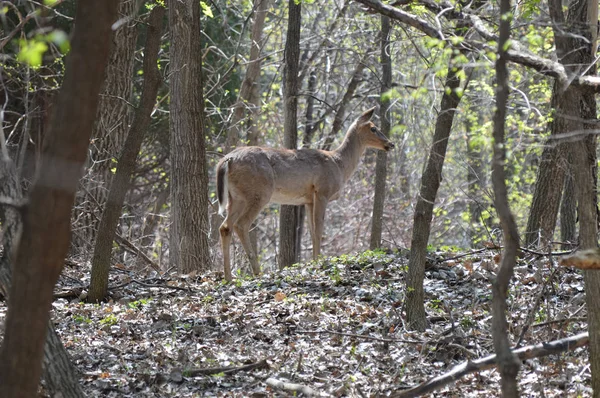森の中の白い尾鹿 — ストック写真