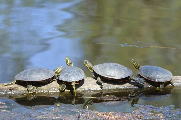 Schildpadden Het Voorjaar Aan Vijver — Stockfoto