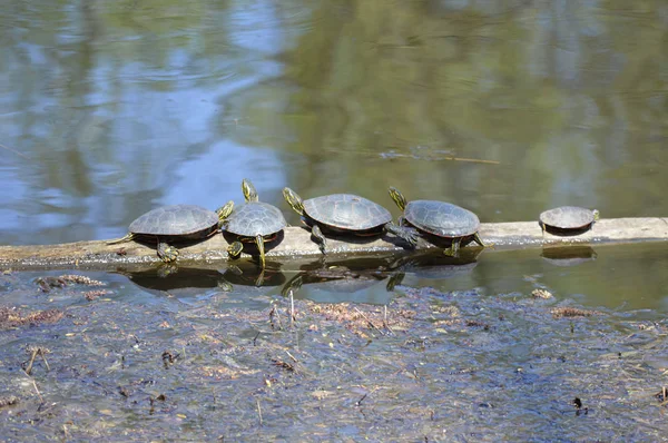 Schildpadden Het Voorjaar Aan Vijver — Stockfoto