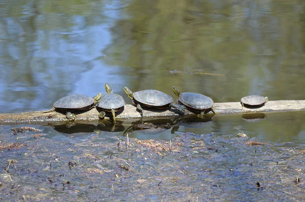 Schildkröten Frühling Teich — Stockfoto