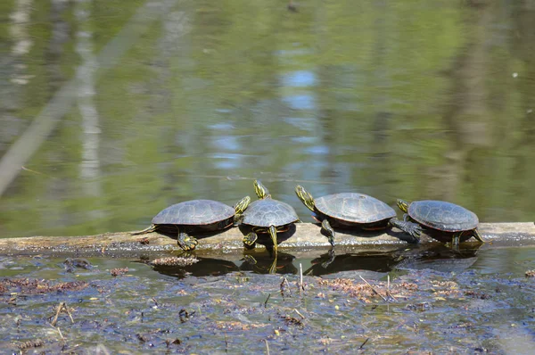 Schildpadden Het Voorjaar Aan Vijver — Stockfoto