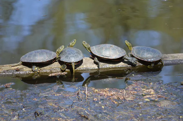 Schildpadden Het Voorjaar Aan Vijver — Stockfoto