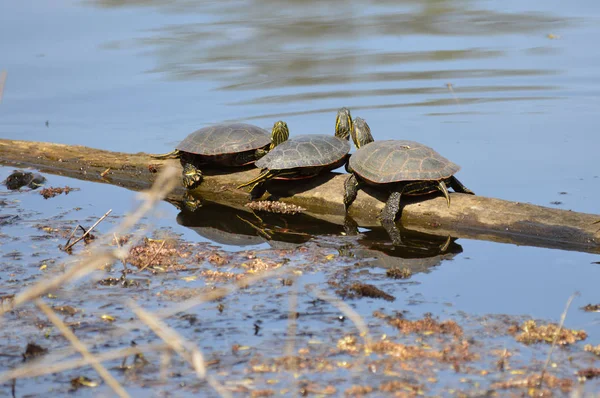 Schildpadden Het Voorjaar Aan Vijver — Stockfoto