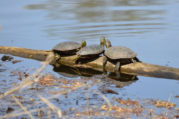 Turtles Pond Spring — Stock Photo, Image