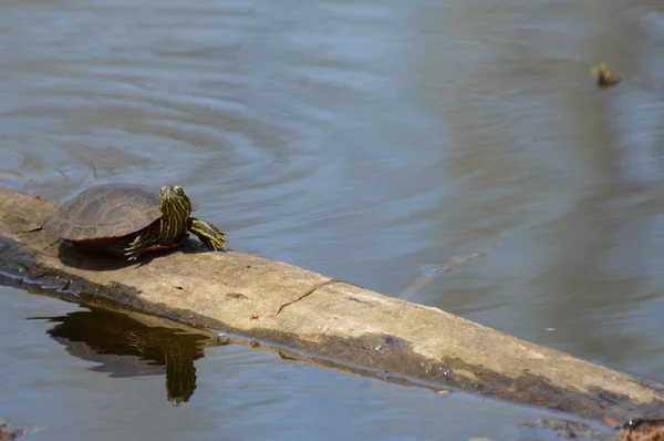 Schildpadden Het Voorjaar Aan Vijver — Stockfoto