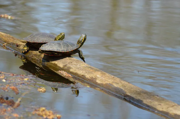 Schildpadden Het Voorjaar Aan Vijver — Stockfoto