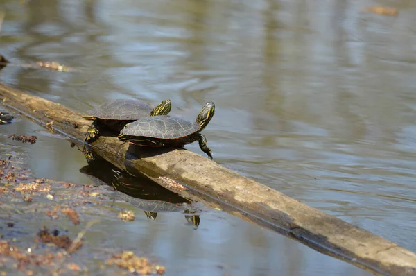 Żółwie Staw Wiosnę — Zdjęcie stockowe