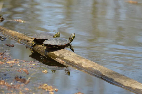 Turtles Pond Spring — Stock Photo, Image