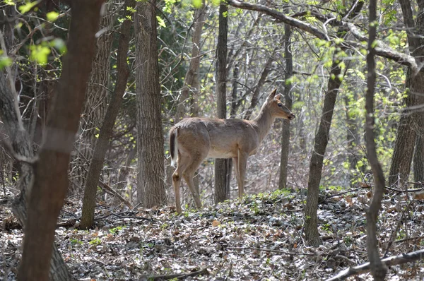 White Tail Deer Woods — Stock Photo, Image