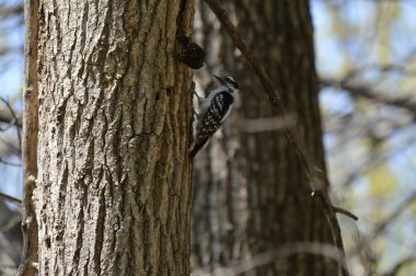Woodpecker on a tree trunk
