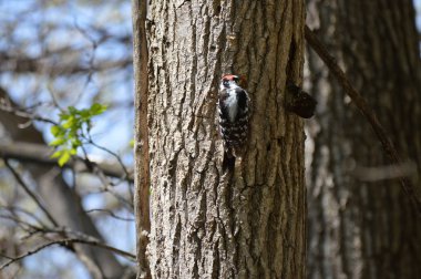 Woodpecker on a tree trunk