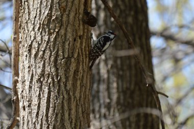 Woodpecker on a tree trunk