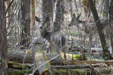 Ormanda beyaz kuyruk geyik