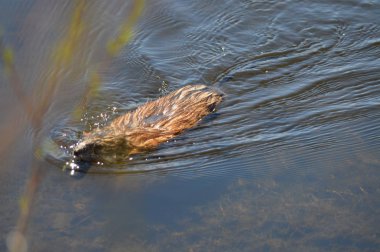 Misk sıçanı gölet